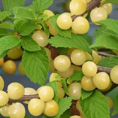 Вишня СНЕВИТ войлочная в Бобруйске