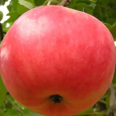 Яблоня СУЙСЛЕПСКОЕ (МАЛИНОВКА) в Бобруйске