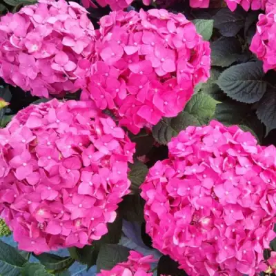 Гортензия ЭНДЛЕСС САММЕР ЛАВ крупнолистная в Бобруйске