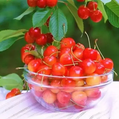 саженцы черешни Наслаждение