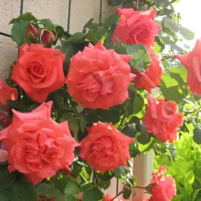 Роза ДИ ДИ БРИДЖУОТЕР плетистая в Бобруйске