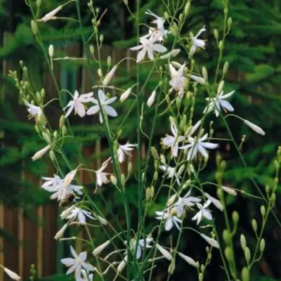 Венечник ветвистый в Бобруйске