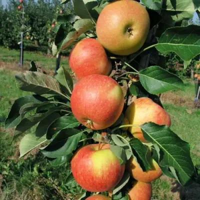 Яблоня ВОСТОРГ колонновидная в Бобруйске