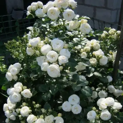 Роза АРТЕМИС шраб в Бобруйске