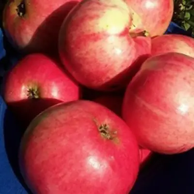 Яблоня СУЙСЛЕПСКОЕ (МАЛИНОВКА) в Бобруйске