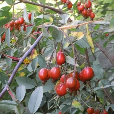 Роза сизая в Бобруйске