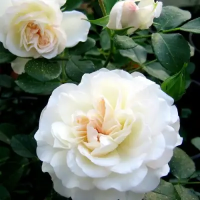 Роза ВАЙТ МЕЙДИЛАНД почвопокровная в Бобруйске