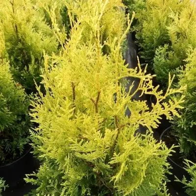 Туя ГОЛДЕН БРАБАНТ западная в Бобруйске