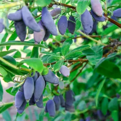 Жимолость съедобная БЛЮ БАНАНА (ГОЛУБОЙ БАНАН) в Бобруйске
