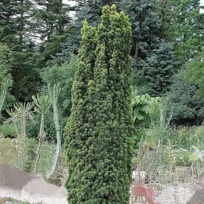 Тис ФАСТИГИАТА РОБУСТА  ягодный  в Бобруйске