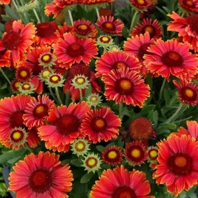 Гайлардия АРИЗОНА РЕД ШЕЙДС в Бобруйске