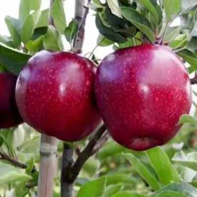 Яблоня РЕД ДЕЛИШЕС в Бобруйске
