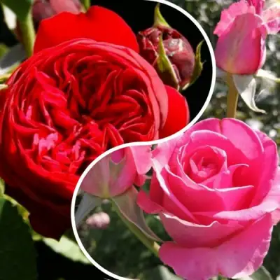 Комплект РОМАНТИЧЕСКИЙ БУКЕТ в Бобруйске