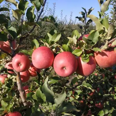 Яблоня ЧЕМПИОН РЕНО в Бобруйске