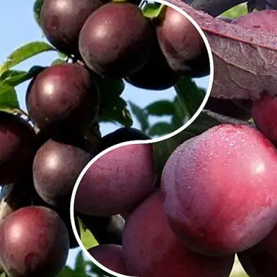 Комплект ИЗЮМИНКА САДА в Бобруйске