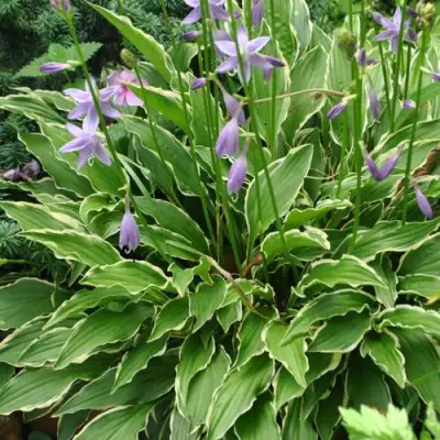 Хоста СТИЛЕТТО гибридная в Бобруйске