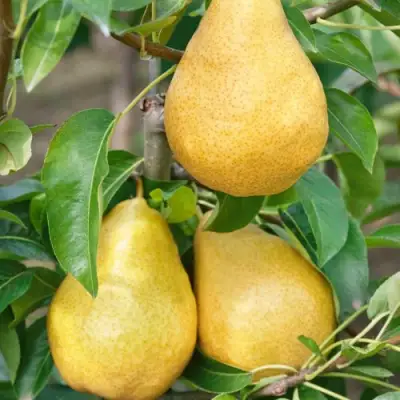 Груша ДЮШЕС ЛЕТНИЙ в Бобруйске