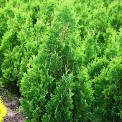 Туя СПИРАЛИС западная в Бобруйске