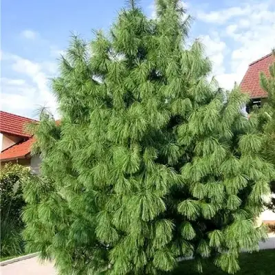 Сосна гриффита в Бобруйске