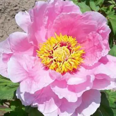 Пион МАРАМАЦУ-ЗАКУРА древовидный в Бобруйске