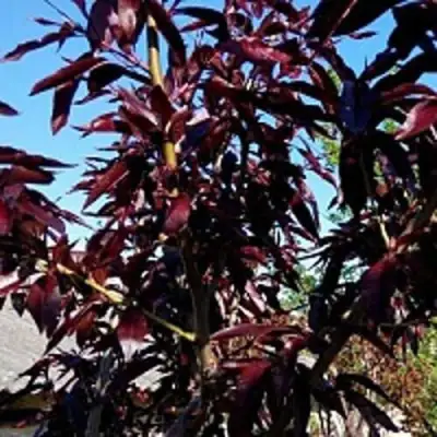 Персик БУРГУНДИ краснолистный в Бобруйске