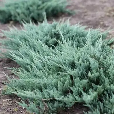 Можжевельник БЛЮ ЧИП горизонтальный  в Бобруйске