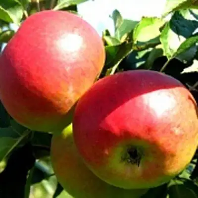 Яблоня СОКОЛОВСКОЕ стелющаяся в Бобруйске