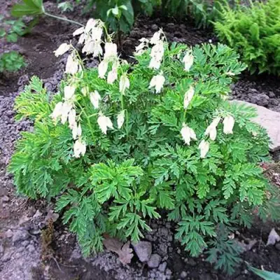 Дицентра красивая АВРОРА в Бобруйске