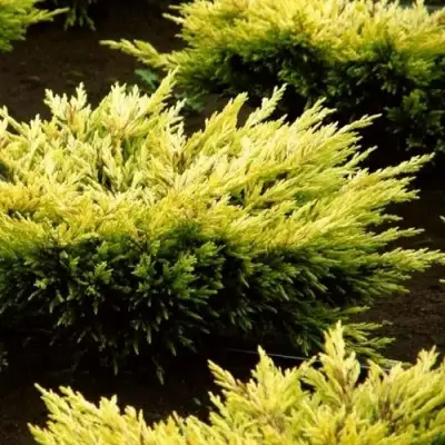 Можжевельник ЛАЙМ ГЛОУ горизонтальный  в Бобруйске