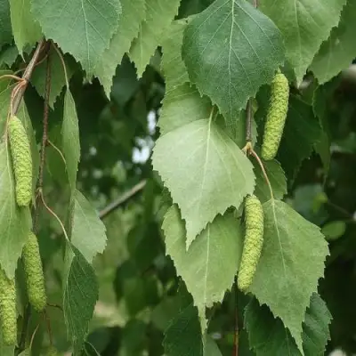 Береза бумажная в Бобруйске