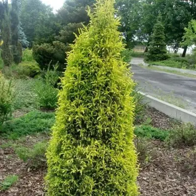 Можжевельник ГОЛД КОН обыкновенный в Бобруйске