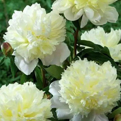 Пион ЛАУРА ДЕСЕРТ травянистый в Бобруйске