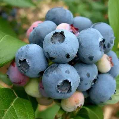 Голубика КОЛЛИНЗ в Бобруйске