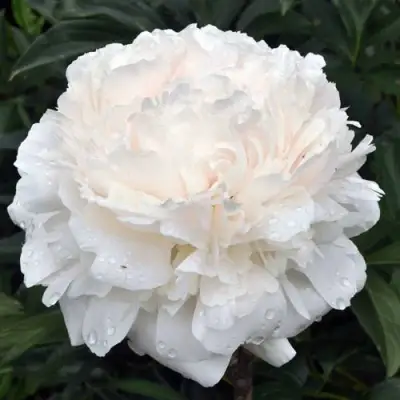 Пион БРАЗЕР ЧАК травянистый в Бобруйске