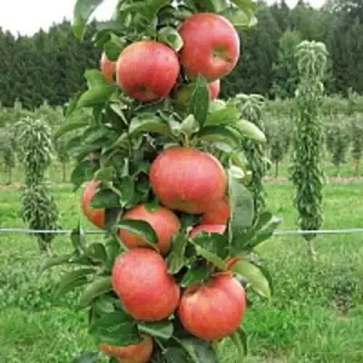 Яблоня ЯНТАРНОЕ ОЖЕРЕЛЬЕ колонновидная в Бобруйске