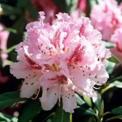 Рододендрон ЧИР в Бобруйске