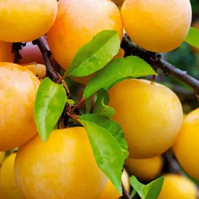 Слива МЕДОВАЯ ЖЁЛТАЯ в Бобруйске