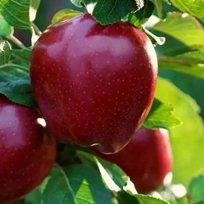 Яблоня РЕД ЧИФ в Бобруйске