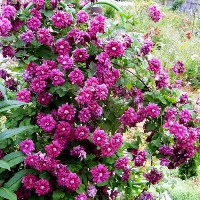 Клематис ПУРПУРЕА ПЛЕНА ЭЛЕГАНС в Бобруйске