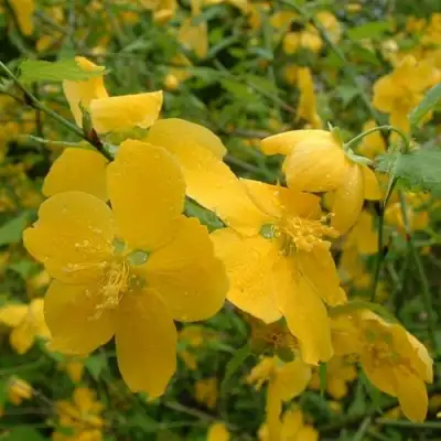 Керрия японская ГОЛДЕН ГИНЕЯ в Бобруйске