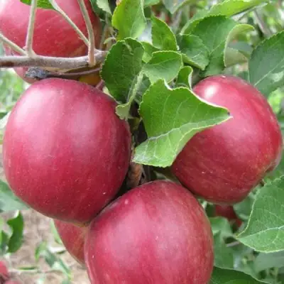 Яблоня МОСКОВСКОЕ ОЖЕРЕЛЬЕ колонновидная в Бобруйске