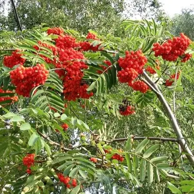 Рябина САХАРНАЯ ПЕТРОВА сладкоплодная в Бобруйске