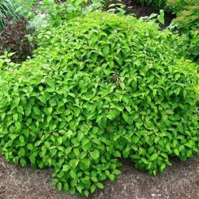 Дерен КЕЛСЕИ шелковистый  в Бобруйске