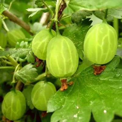 Крыжовник МАЛАХИТ в Бобруйске