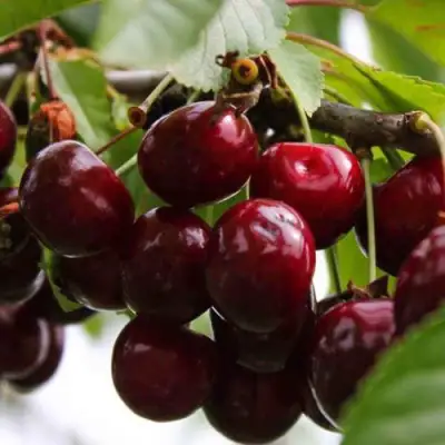 Вишня НОВОДВОРСКАЯ в Бобруйске