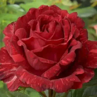 саженцы розы Ред Интуишн