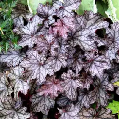 Гейхера ШУГА ФРОСТИНГ в Бобруйске