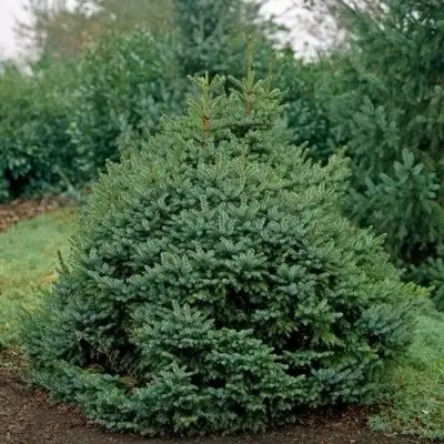 Ель НАНА сербская в Бобруйске