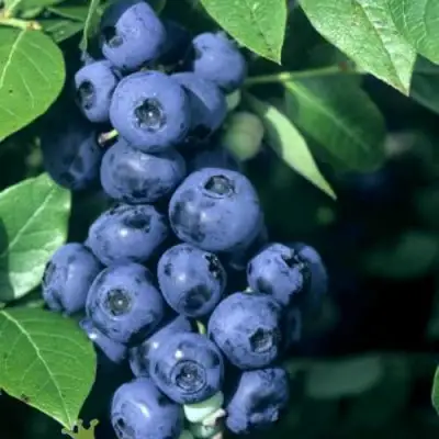 Голубика НОРТ КАНТРИ в Бобруйске