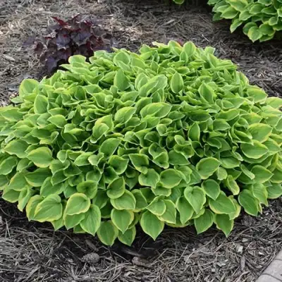 Хоста ГОЛДЕН ТИАРА в Бобруйске